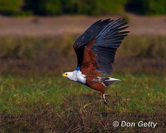 Fish Eagle