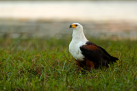 Fish Eagle