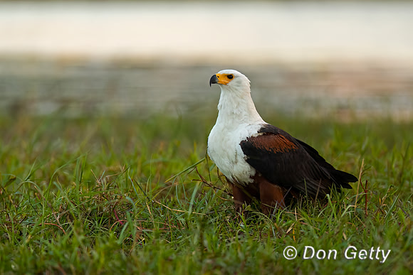 Fish Eagle