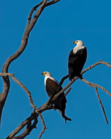 Fish Eagle