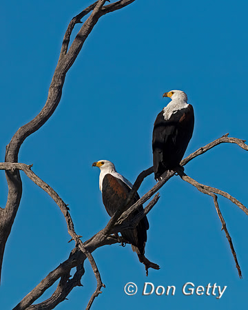 Fish Eagle