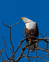 Fish Eagle