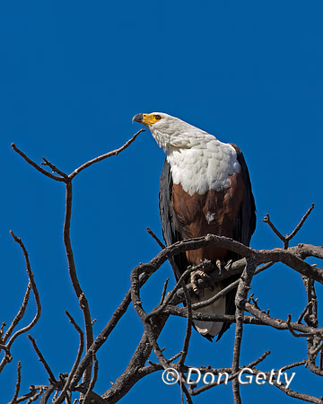 Fish Eagle