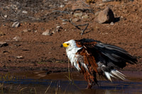 Fish Eagle