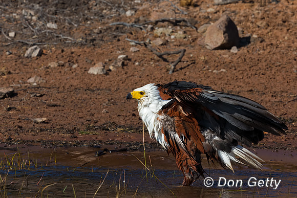 Fish Eagle
