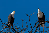 Fish Eagle
