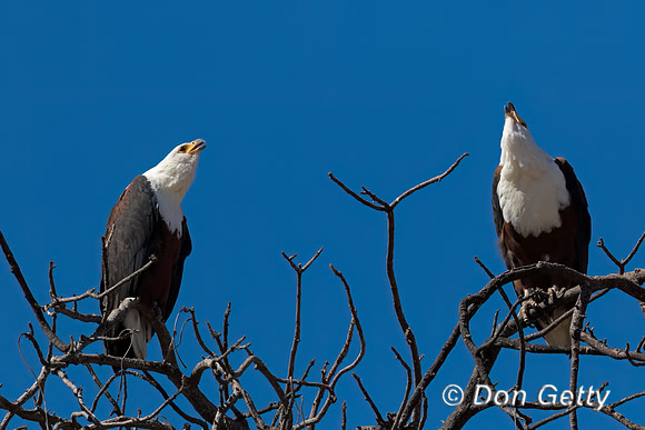 Fish Eagle