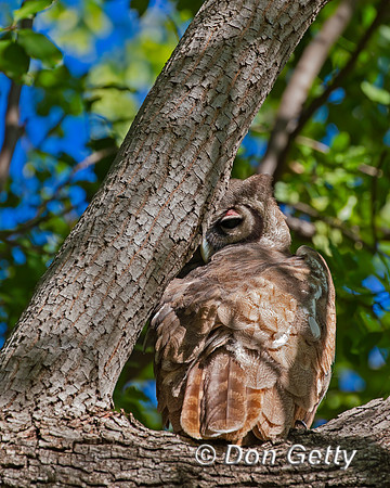 Verreaux's Eagle-Owl