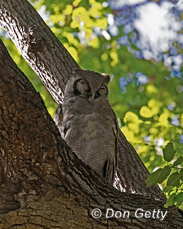 Verreaux's Eagle-Owl