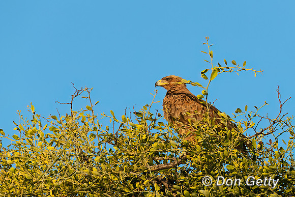 Tawny Eagle