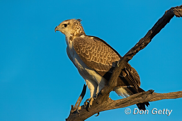 Martial Eagle