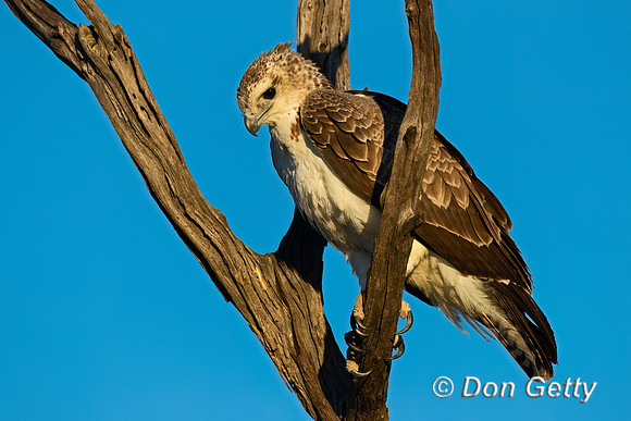 Martial Eagle