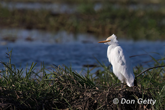 Cattle Egret