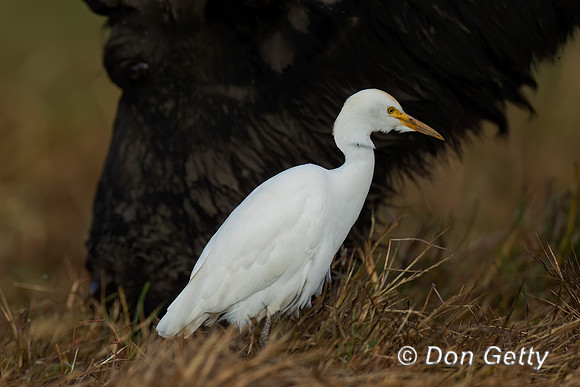 Cattle Egret