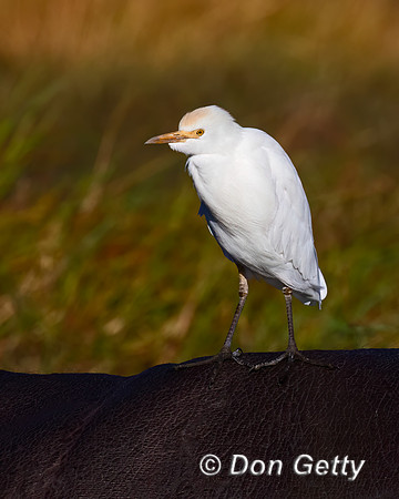 Cattle Egret