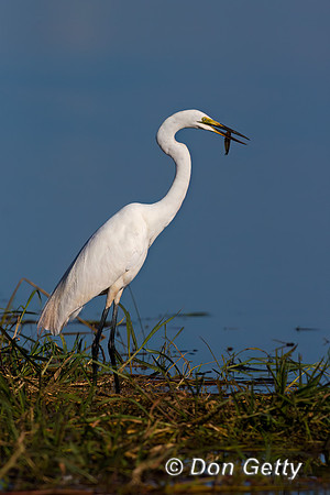 Little Egret