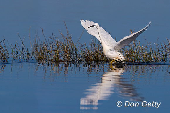Little Egret