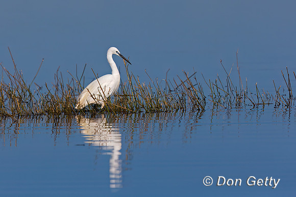 Little Egret