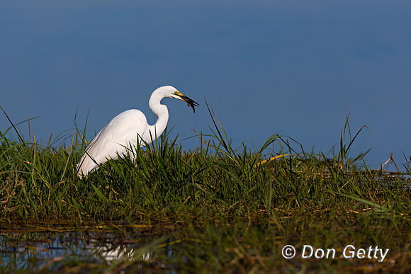 Little Egret
