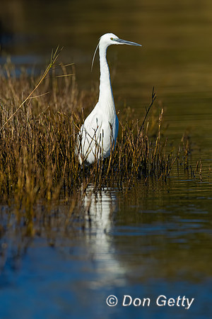 Little Egret