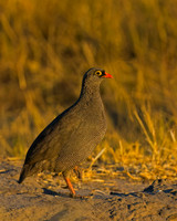 Red-billed Francolin