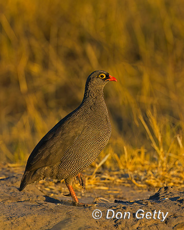 Red-billed Francolin