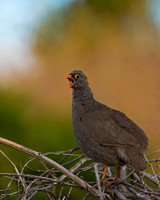 Red-billed Francolin