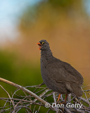 Red-billed Francolin