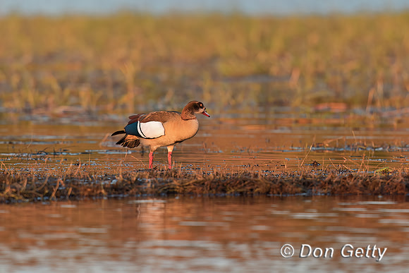 Egyptian Goose