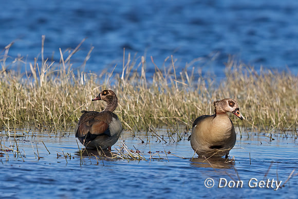 Egyptian Goose