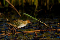 Allen's Gallinule