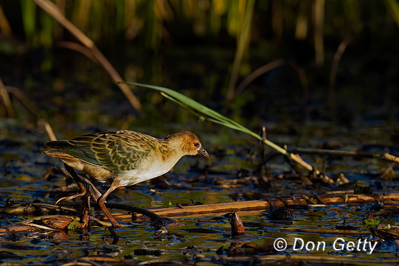 Allen's Gallinule