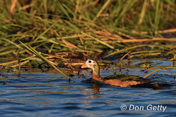 African Pygmy Goose