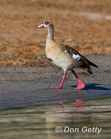 Egyptian Goose