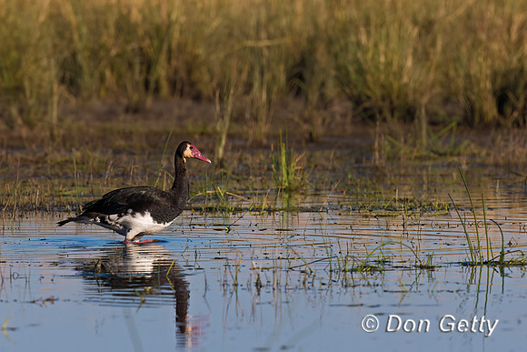 Spur-winged Goose