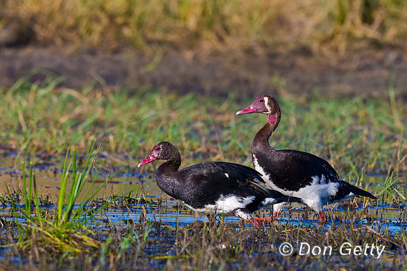 Spur-winged Goose