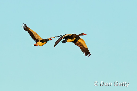 Spur-winged Goose