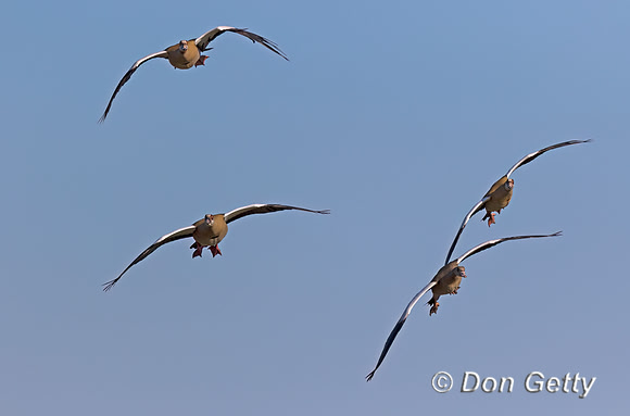 Egyptian Goose