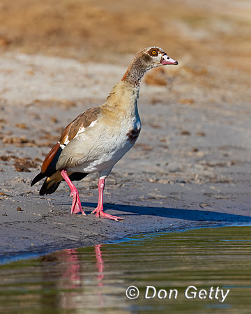 Egyptian Goose
