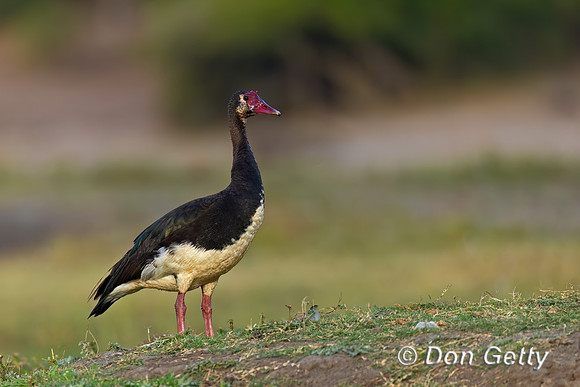 Spur-winged Goose