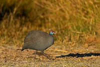 Helmeted Guineafowl