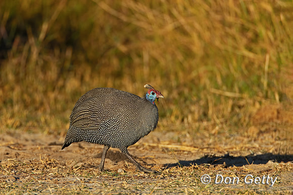 Helmeted Guineafowl