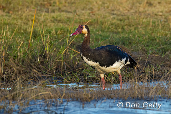 Spur-winged Goose