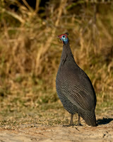 Helmeted Guineafowl