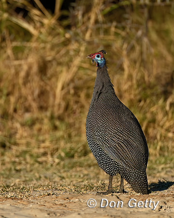 Helmeted Guineafowl