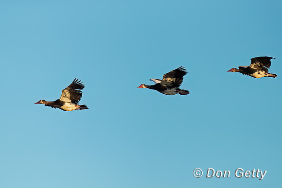 Spur-winged Goose