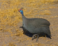 Helmeted Guineafowl