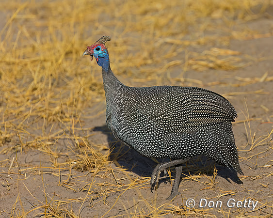 Helmeted Guineafowl