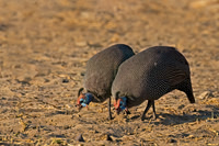 Helmeted Guineafowl
