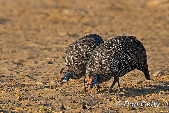 Helmeted Guineafowl